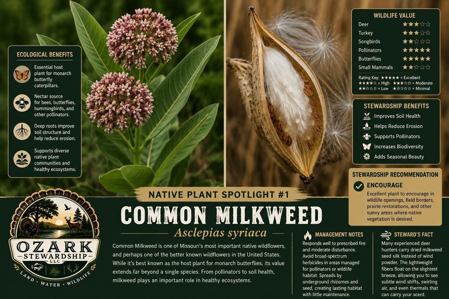 Common milkweed flowers and seed pod from the latest Native Plant Spotlight
