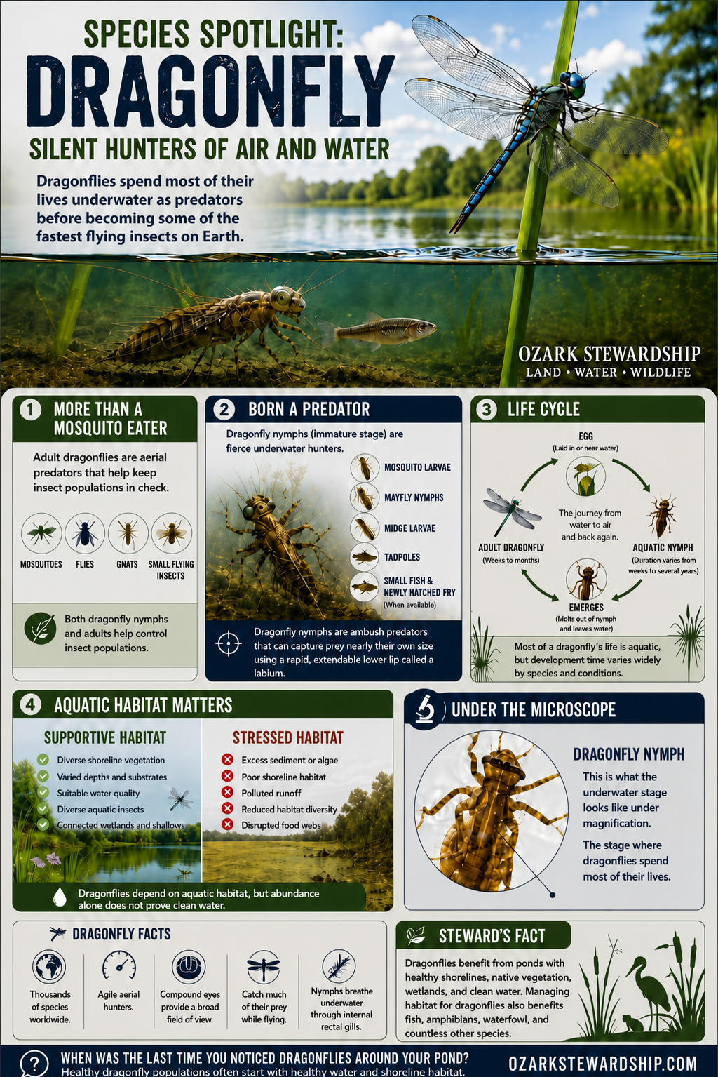 Dragonfly infographic from the latest Species Spotlight