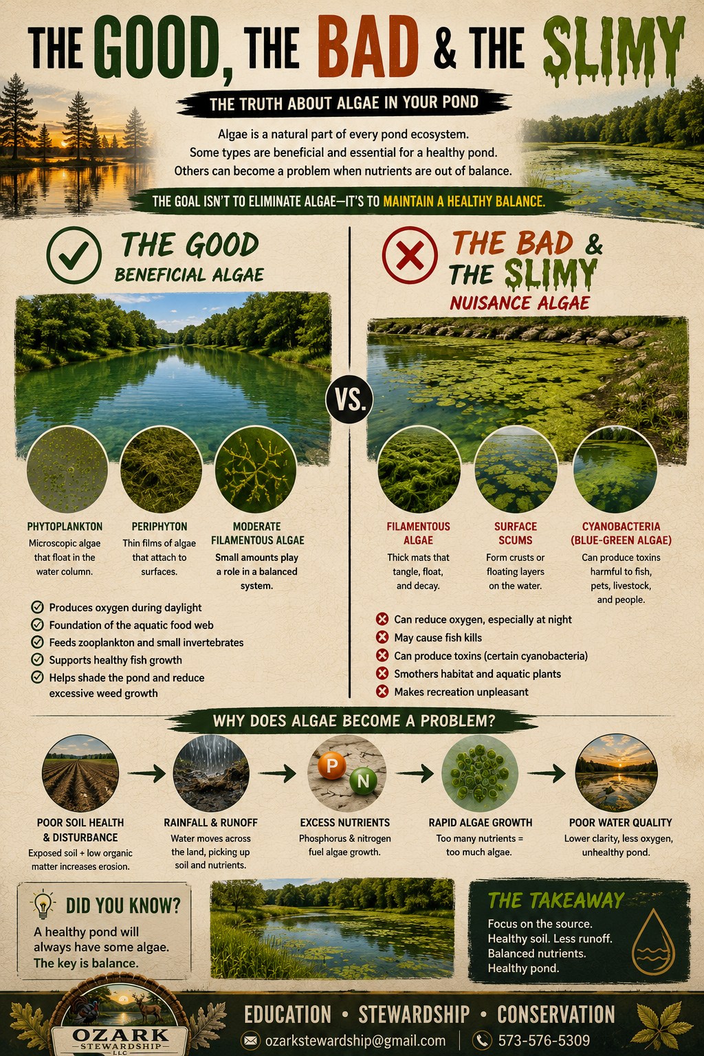 Pond algae infographic comparing planktonic algae, filamentous algae and cyanobacteria